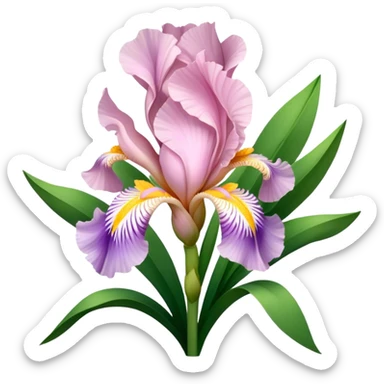 big bouquet Soft Pink Iris, luxuriant, leaf, bud sticker