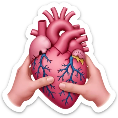 pink anatomical heart in hands sticker