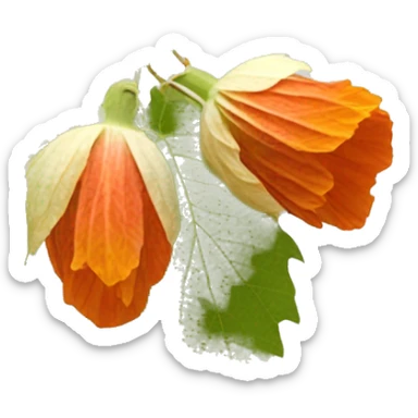 Abutilon hirtum	Buenos días flower sticker