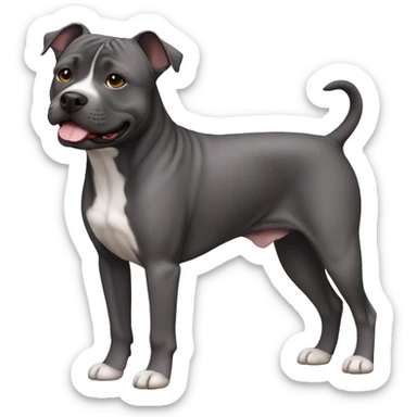 Cute small dark grey staffordshire terrier not only face, full body  sticker
