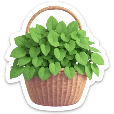 Plectranthus Verticillatus Swedish Ivy with trailing stems and perfectly round circular leaves in a coconut fiber basket sticker