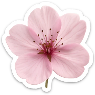 single pink cherry blossom flower, no background sticker