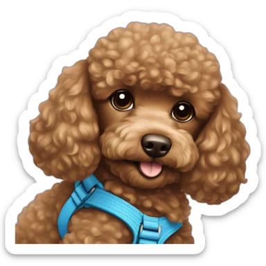 Brown-toy-poodle-with-teddy-bear-haircut-with-blue-harness sticker