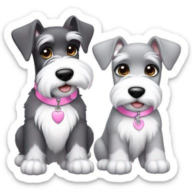 One big gray schnauzer with dark eyes that’s wearing a black collar with a silver tag next to a small all white puppy schnauzer that’s wearing a pink collar sticker