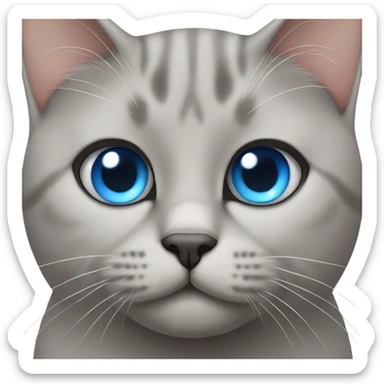 British short hair cat with blue eyes  sticker