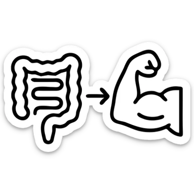 simple, clear, and informative illustration of an intestine and a bicep side by side, connected by a line or arrow highlighting the connection between them, on a white background sticker