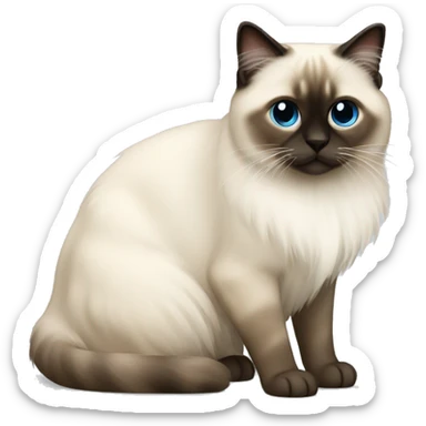 Birman cat  sticker