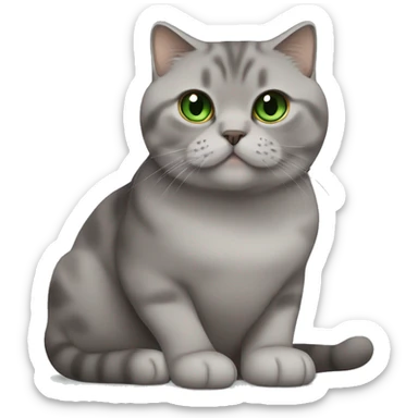 Scottish fold cat in grey with Green eyes + Brown british shorthair with Brown eyes sitting  sticker