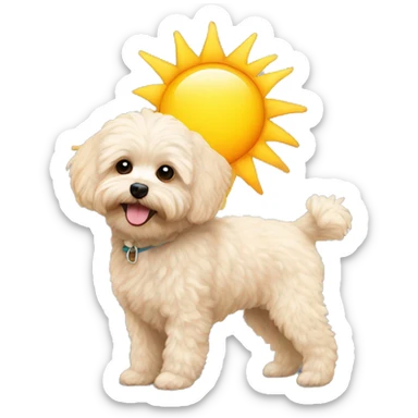 Maltipoo with large sun sticker