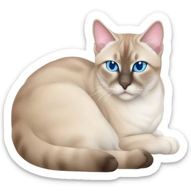Lynx point Siamese cat with blue eyes and pink nose sleeping  sticker