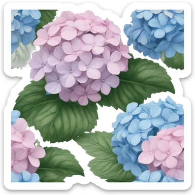 Rococo blue and pale pink hydrangeas sticker