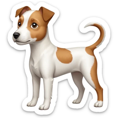 a full body large white parson russell terrier looking dog the size of a kelpie with light brown ears and a light brown patch on one eye and a large snout sticker