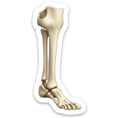 Leg bone  sticker