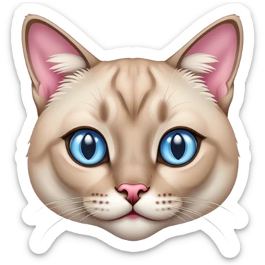 lynx-point-siamese-cat-blue-eyes, pink nose sticker
