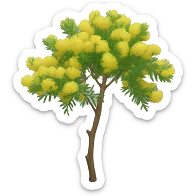 Flowering Acacia  sticker