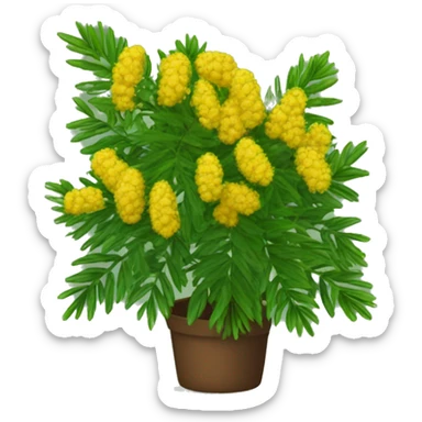 shame plant mimosa podia dormilona sticker