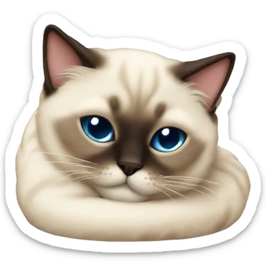 fluffy siamese cat curled up sleeping sticker