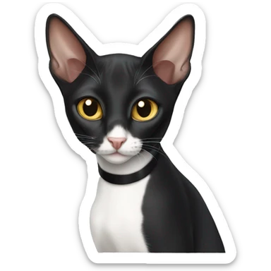 Oriental shorthair tuxedo cat  sticker