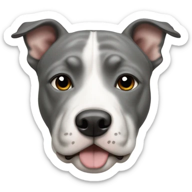 Grey Stafford shire bull terrier dog portrait with a small white line between his eyes, a grey nose, and a white chest sticker