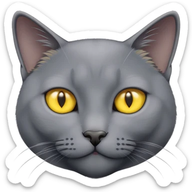 russian blue cat with yellow eyes  sticker
