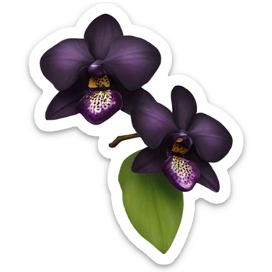 Black orchid sticker