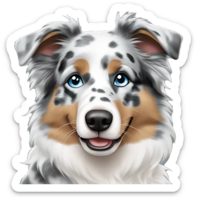 Blue merle and white Australian shepherd with bright blue eyes and no brown anywhere on the fur and spots on the nose sticker