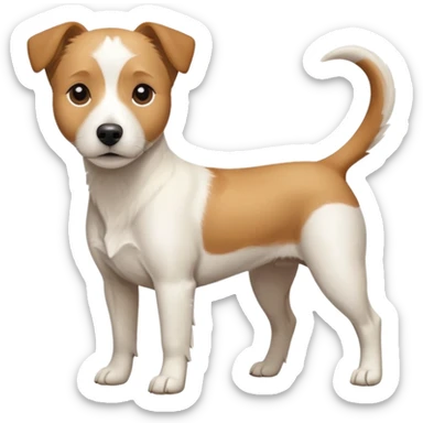 a full body facing front on of a buff white beagle cross jack russell terrier looking dog the size of a kelpie with light brown long ears resting on its face and a light brown patch above one eye and a large snout. the rest of the dog is completely white.  sticker