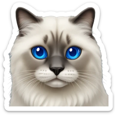 Fluffy seal.point ragdoll cat with royal blue eyes sticker