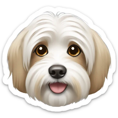White and tan havanese dog  sticker