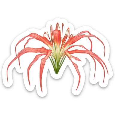 spider lily sticker
