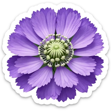 scabiosa sticker