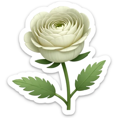 create a white Ranunculus flower with a stem sticker