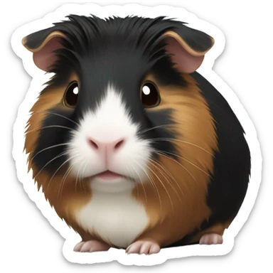 Black guinea pig with tan sticker