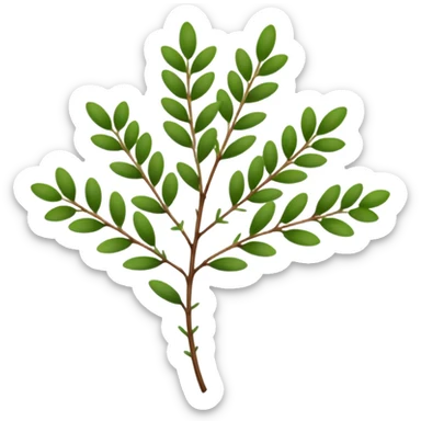 sprig of thyme, thin green stems, clusters of tiny oval deep green leaves, delicate, woody base, dense, soft lighting, emoji scale sticker