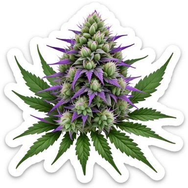 Wedding Crasher cannabis strain with purple buds and crystal trichomes sticker
