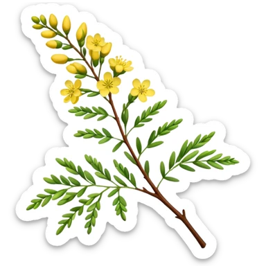 A delicate acacia flower with soft petals and vibrant colors, blooming on a slender branch with green leaves sticker