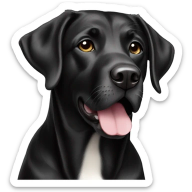 black labrador with white chest sticker