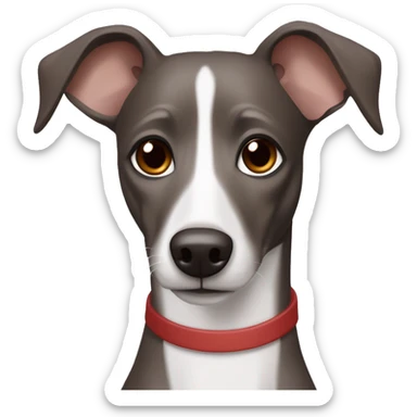Dark Grey brown Formosa mountain dog and Italian greyhound mix no white in face, dark brown eyes, ears up sticker