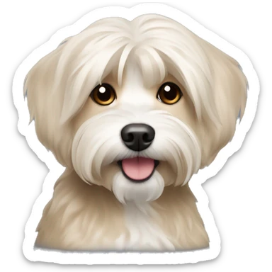 Short hair, beige Havanese dog sticker
