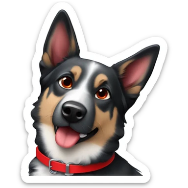 Black and white German Shepard and blue heeler mix with red collar sticker
