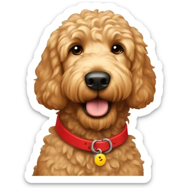 light brown golden doodle wearing a red collar sticker