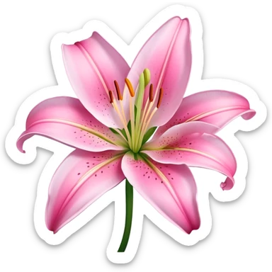 Pink Lily sticker