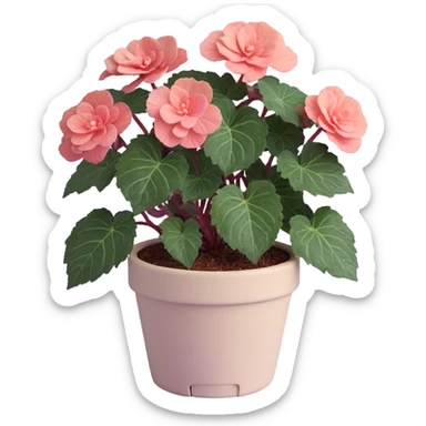 Begonia Rex foliage plant with only greenish-purple spiral patterned leaves in a beige pot, no flowers sticker