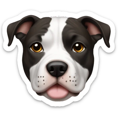 American Staffordshire Terrier, male, darkblack & white, brown eyes, more white on the breast sticker