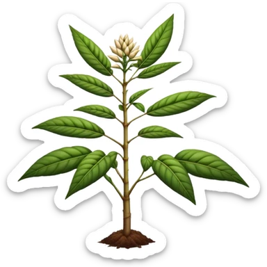 Cassava  sticker