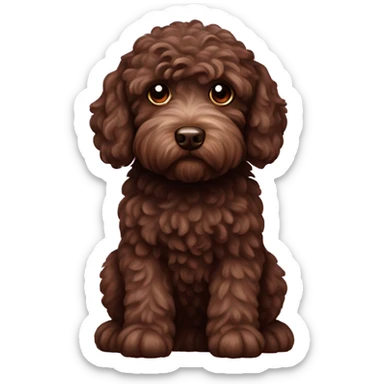 Chocolate miniature labradoodle  sticker