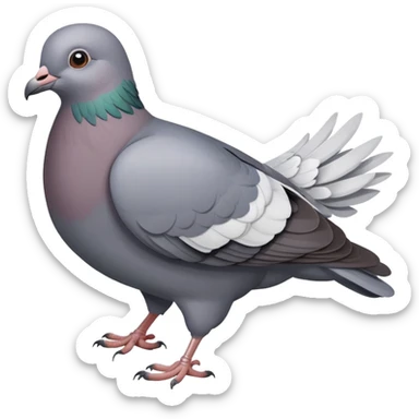 a pigeon bird, gray dove sticker