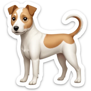 a full body slightly chubby white parson russell terrier looking dog the size of a kelpie with light brown long ears and a light brown patch on one eye and a large snout. the rest of the dog is completely white. forward facing sticker