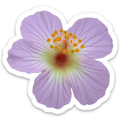 Abutilon abutiloides	Shrubby Indian mallow sticker