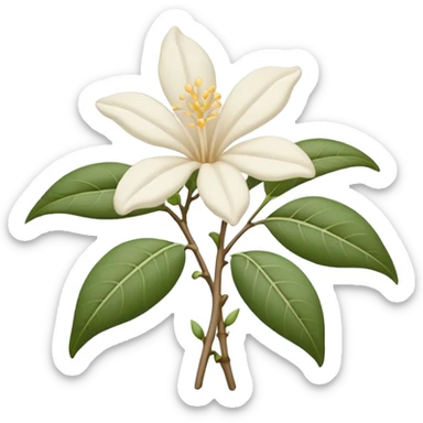 wilted indian jasmine without leaves in emoji format sticker